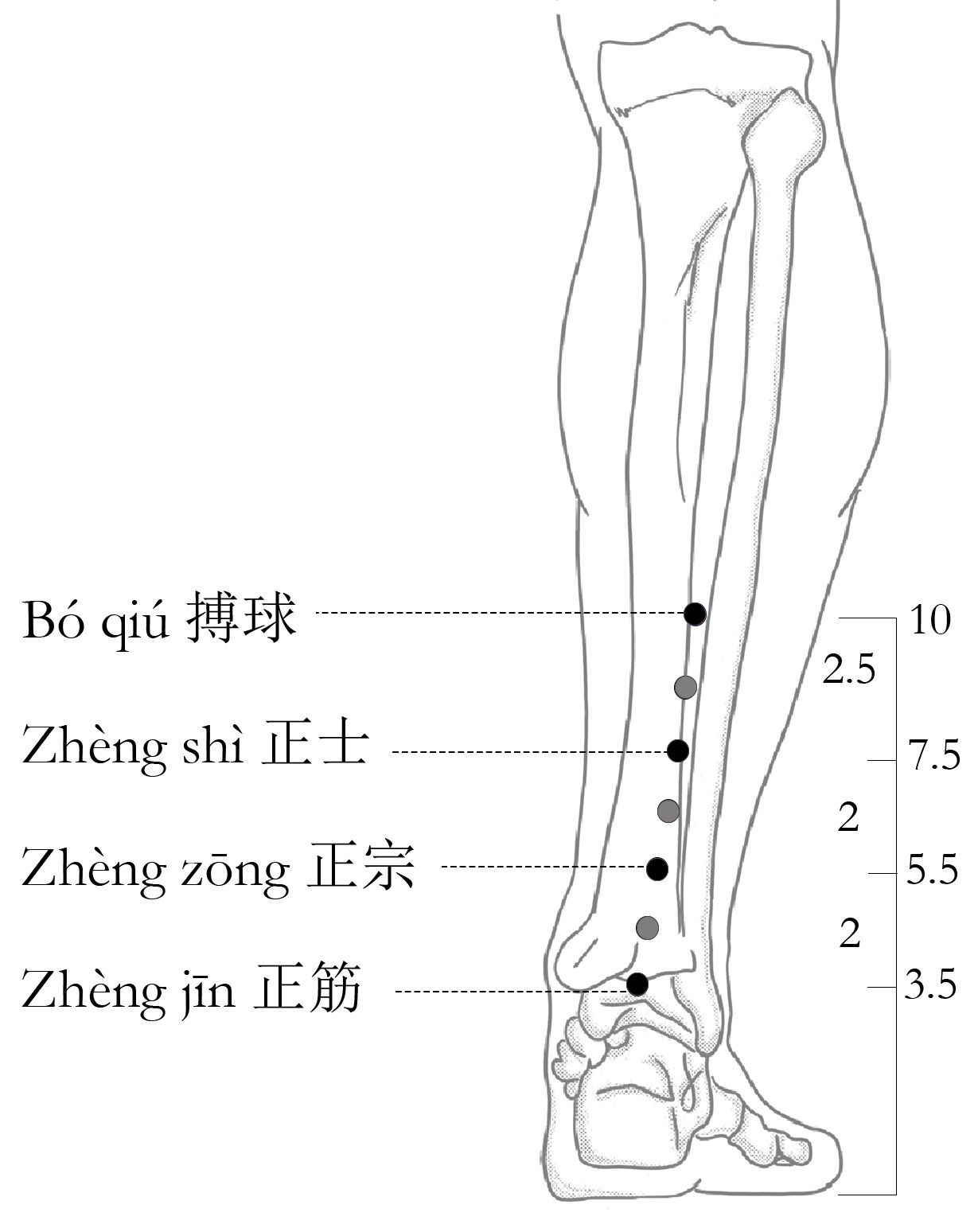 Les trois premiers points de la zone Zhèng, alignés sur le tendon d’Achille depuis la plante du pied.
